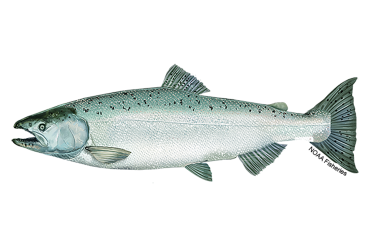 Illustration of a Chinook salmon.
