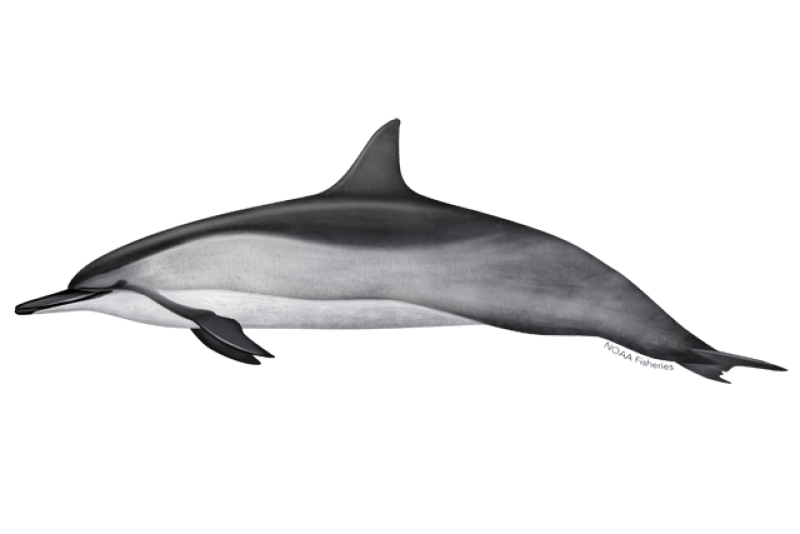 Side-profile illustration of a spinner dolphin with a dark gray dorsal fin, light gray side, and white belly.