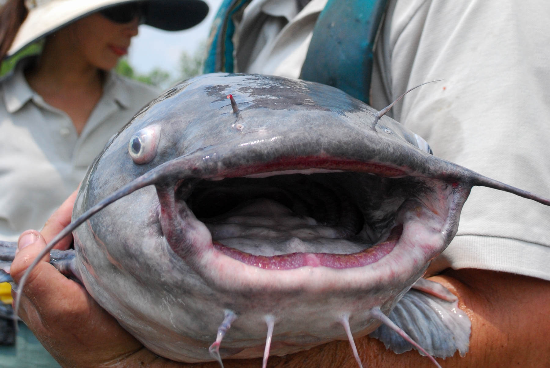 Where Big Flatheads Thrive - Catfish Now