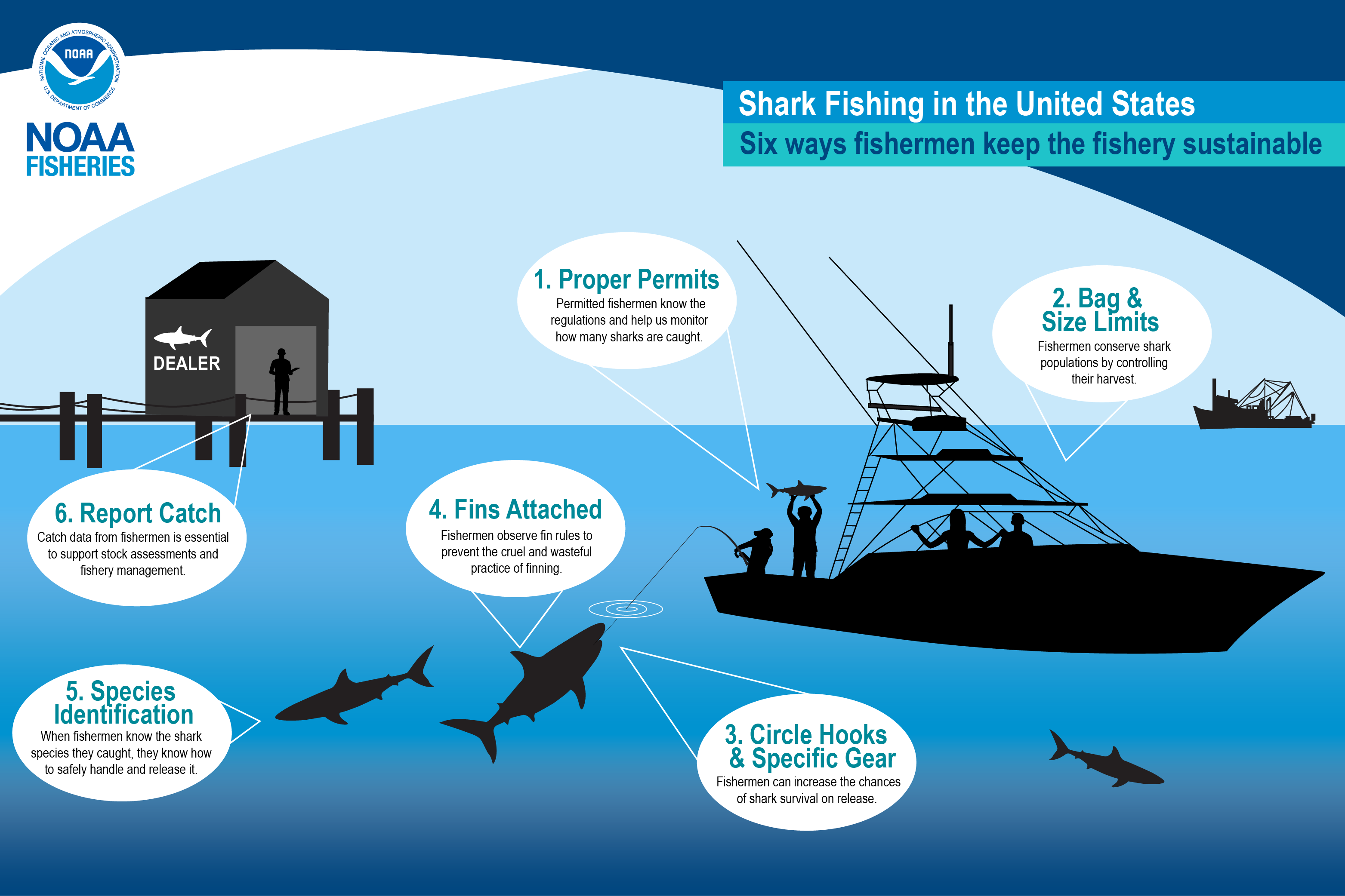 If you fish & accidentally catch a shark please keep it in the water a