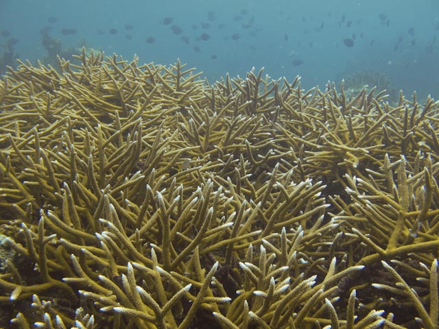 Staghorn coral, facts and photos