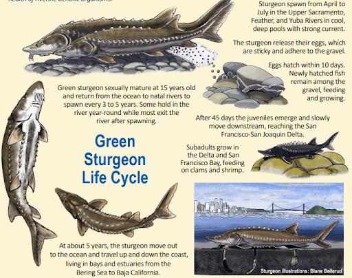 Green Sturgeon  NOAA Fisheries