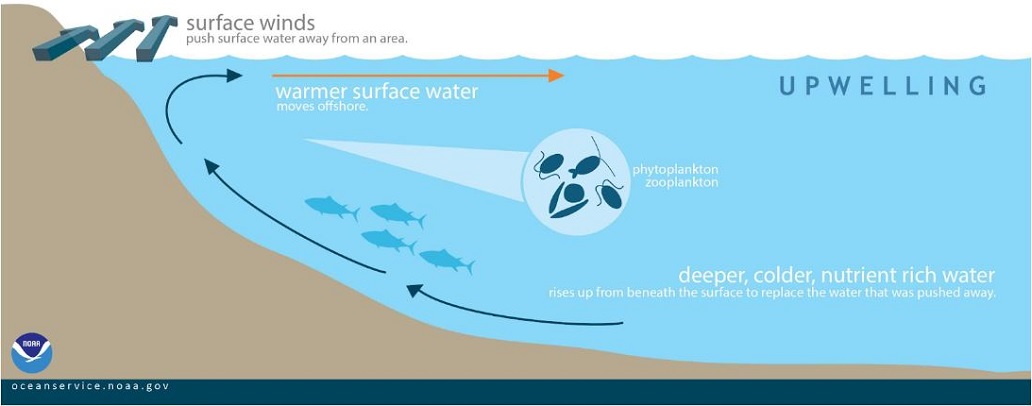 illustration of upwelling water on a coastline, with warmer surface water moving offshore and deeper, colder, nutrient-rich water rising up from beneath the surface to replace the water that was pushed away.