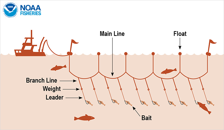 Branch line storages in some pelagic longline fisheries [(A) Japanese
