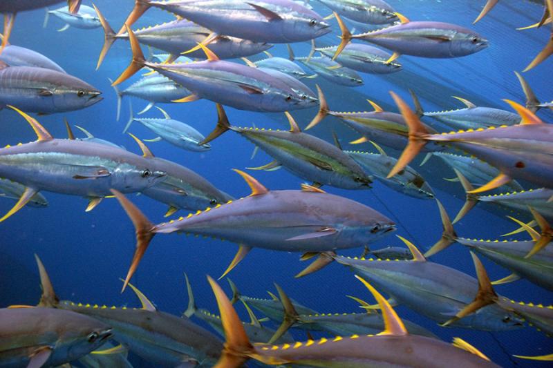 Identifying Bluefin vs Yellowfin Tuna - On The Water