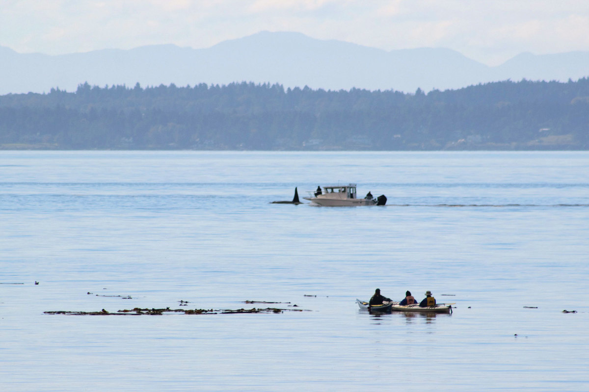 Did you see all those boats off Point Defiance on Thursday? Here's what  they were doing