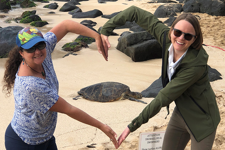 When Do Sea Turtles Lay Eggs in Hawaii  