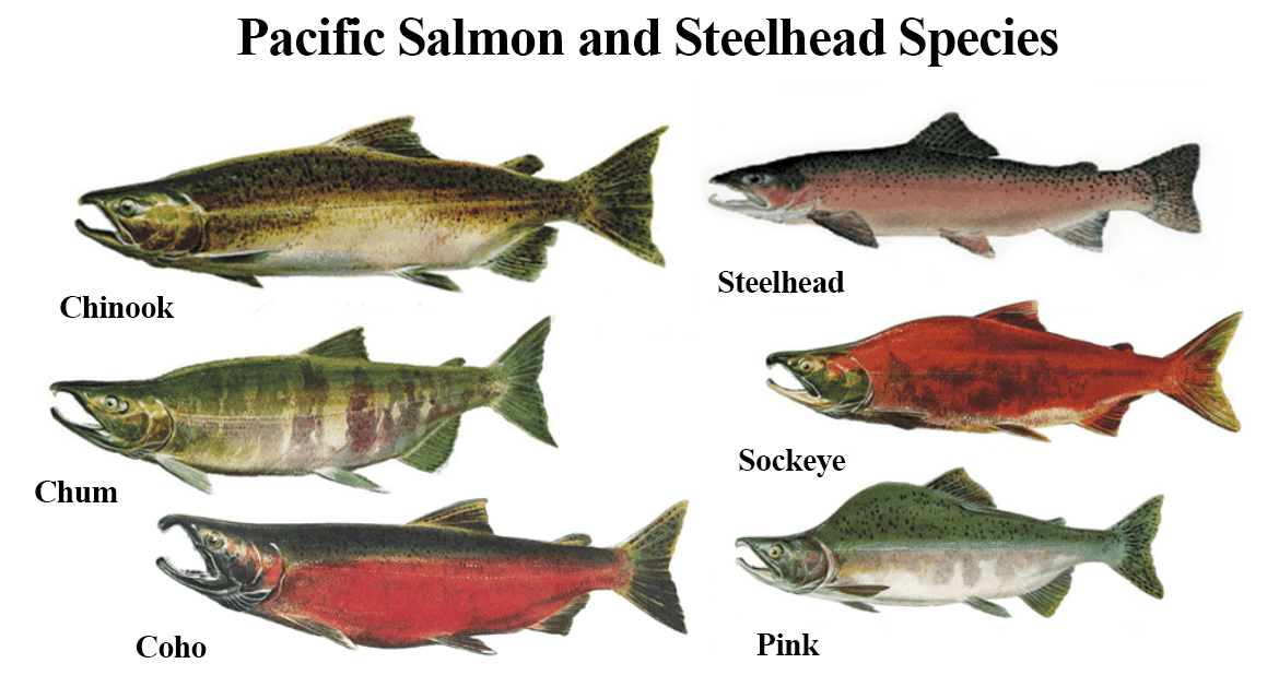 Salmon vs Steelhead
