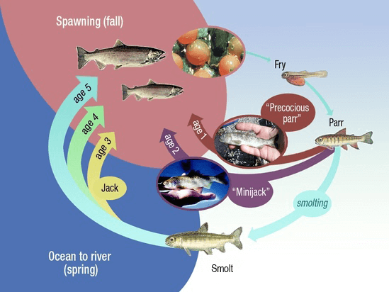 Chinook(King) Salmon Biology and Lifecycle - Salmon Fishing Now