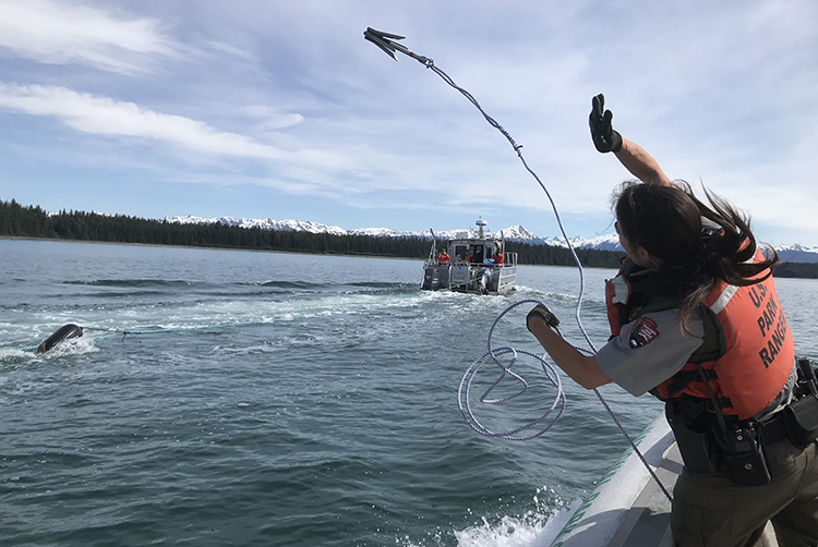 Image: Trainings Prepare Teams To Respond to Entangled Large Whales in Alaska