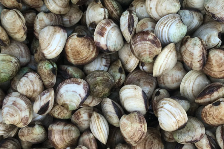 Fisheries and Oceans Canada - Planning a clam-digging outing? Remember, bar  clams recreational fishery in eastern New Brunswick is closed until Aug 31.  For details on other shellfish species minimum size and