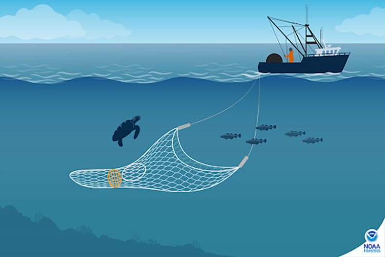 Gillnets fishing gear - Marine Stewardship Council