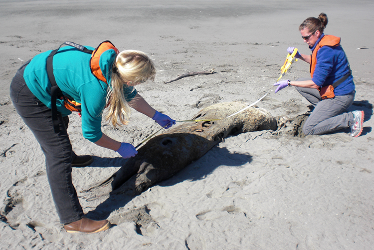 Image: Meet the NOAA Alaska Region’s Stranding Response Team!