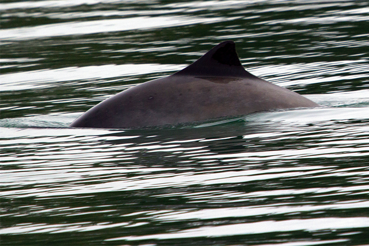 Back of a harbor porpoise in water