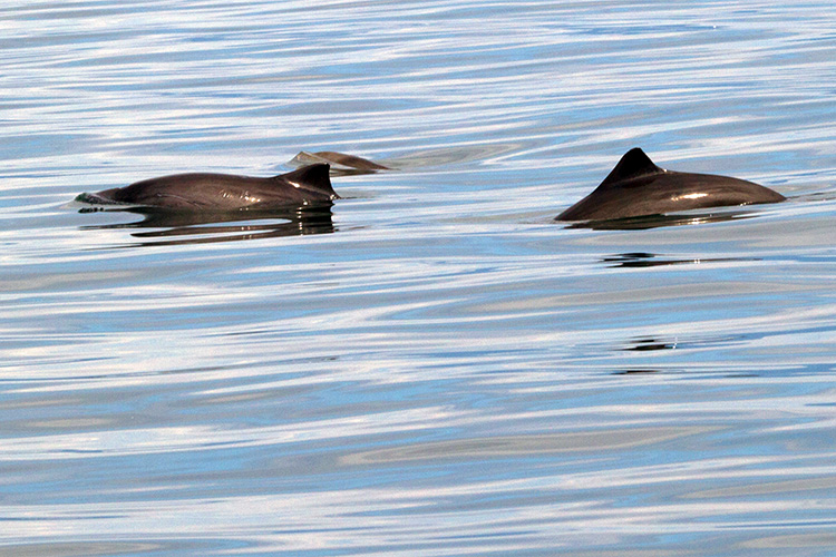 Dorsal Fins of two porpoises in water