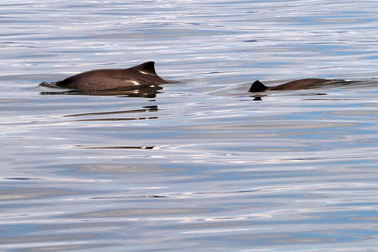 Slight view of Porpoises in water