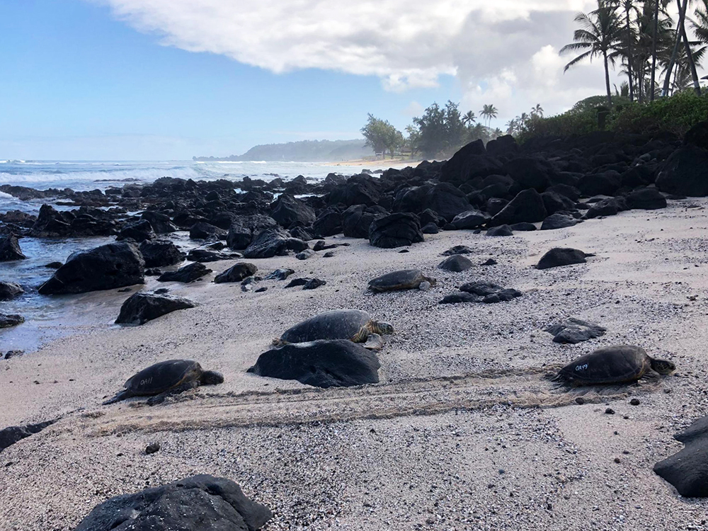 Hawaiian Honu's (Hawaiian for Turtle) Catch of the Day - Baskets Beyond  Hawaii