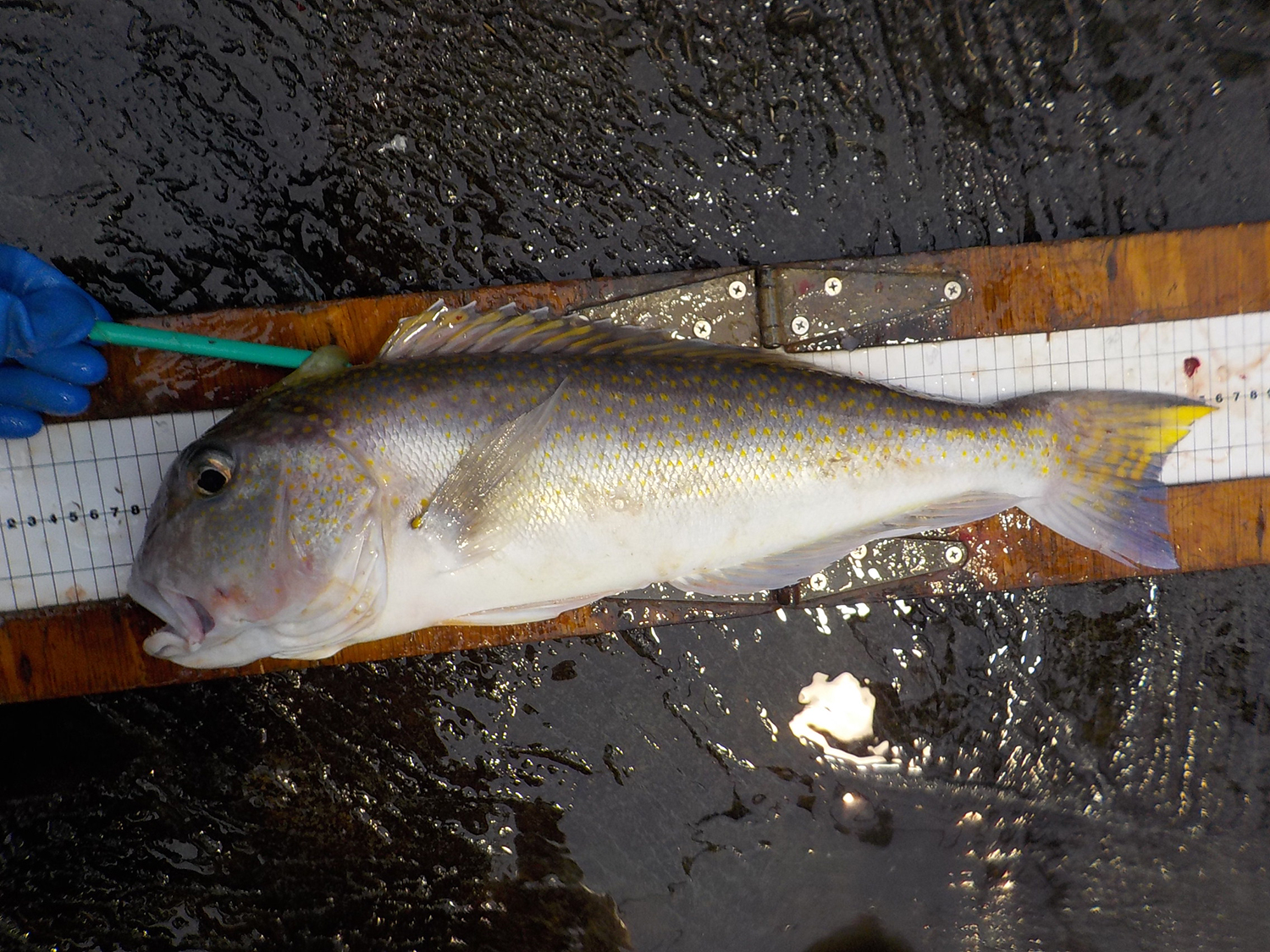 Tilefish  NOAA Fisheries