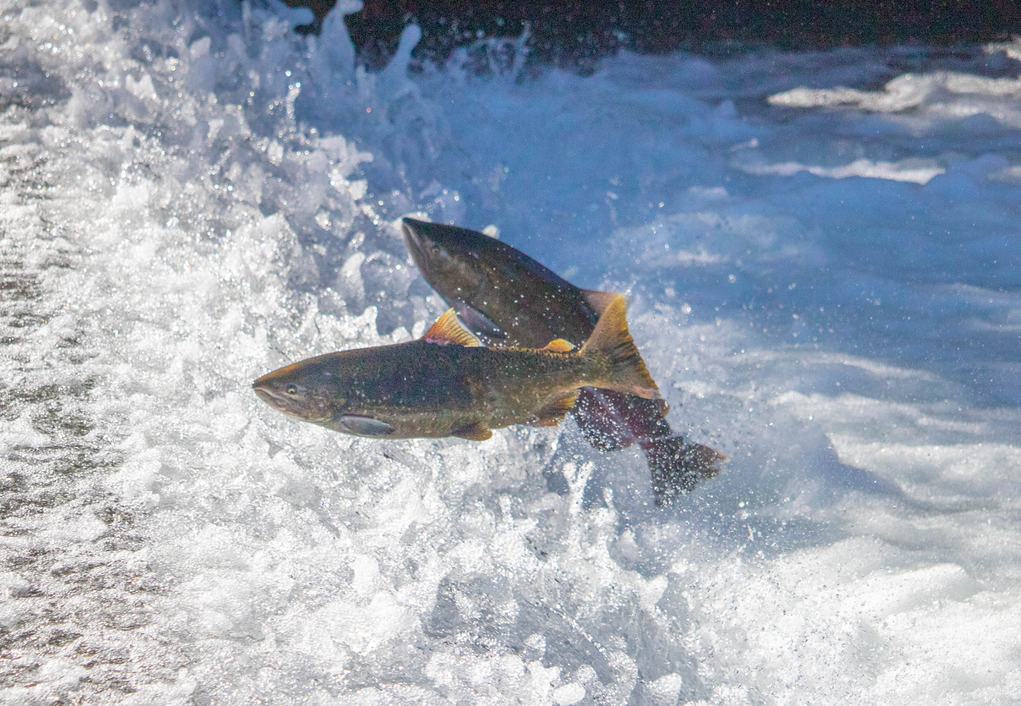 Salmon are landed for the first time this season at the Taiki fishing port  in Hokkaido on Monday, the day the ban on fixed-net salmon fishing was  lifted. The salmon catch, which