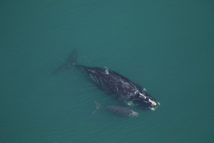 Image: Deploying Passive Acoustic Recorders for North Atlantic Right Whale Calving Season