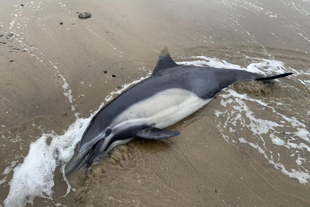 Toxic Algal Bloom Suspected in Dolphin and Sea Lion Deaths in 