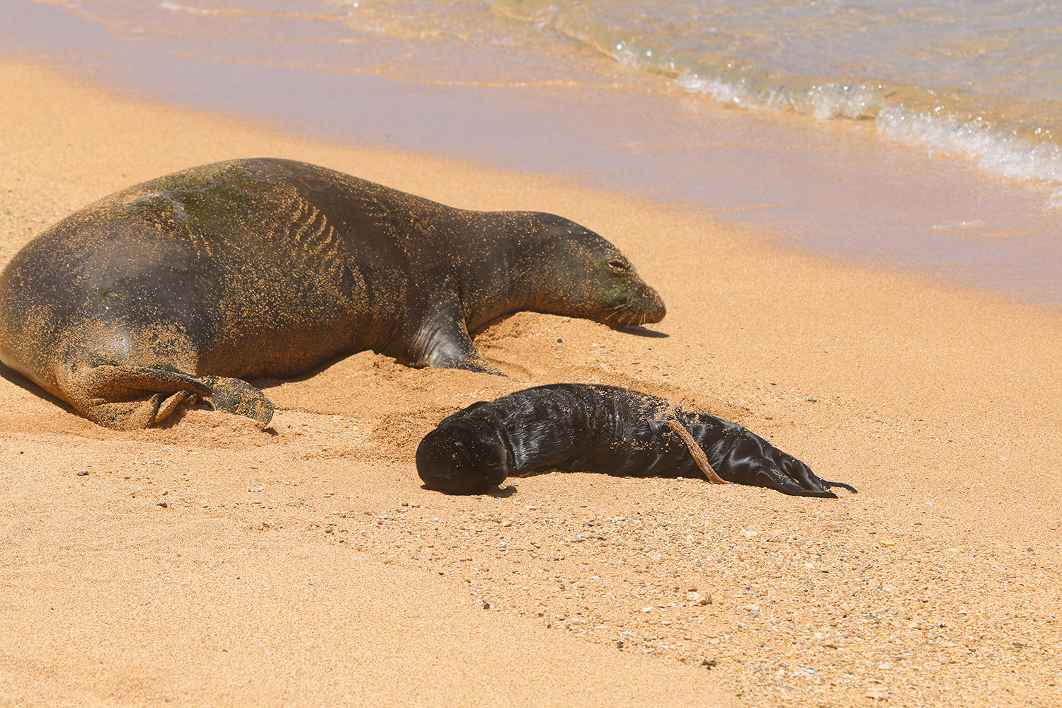 Meet Some of Our Hawaiian Monk Seal Matriarchs | NOAA Fisheries
