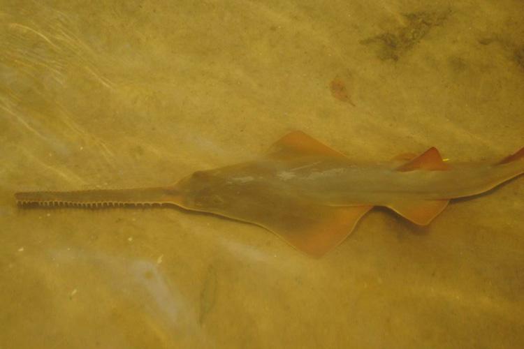 Smalltooth Sawfish and Climate Change: Impacts of Habitat Loss on Range and  Distribution