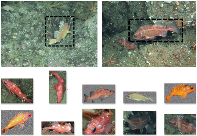 Labeled Fishes in the Wild