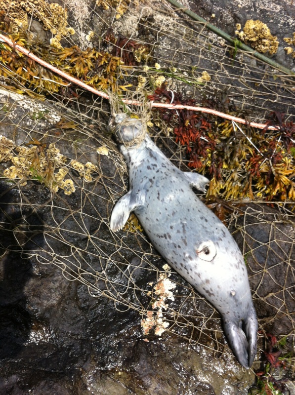 Thin Fishing Line Nearly STARVES Seal.mp4  Seals do not know that we are  not a threat, they do not understand that we want to help them. Naturally,  they run away as