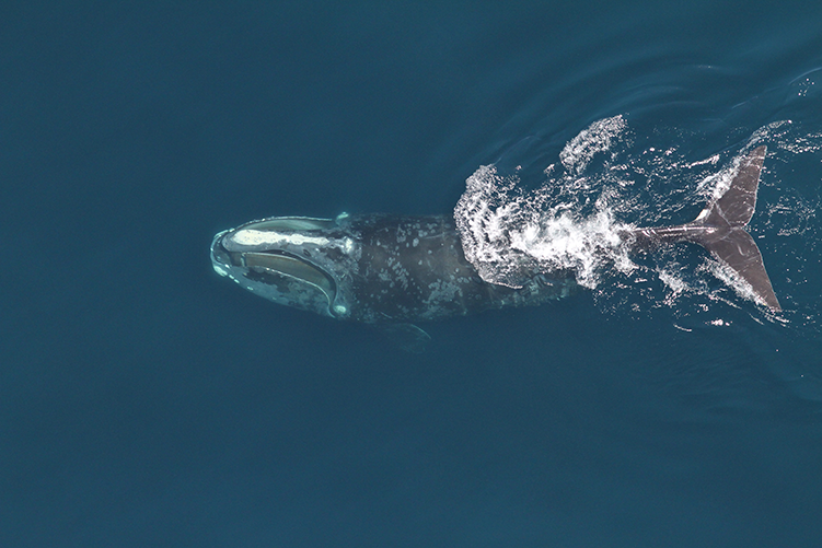 Fishing Report: Right whales could have used scenario planning