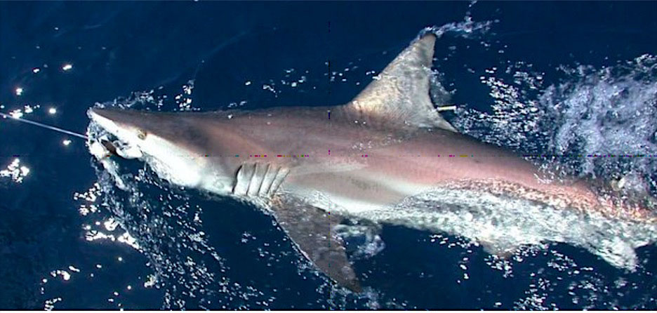 Fishermen Tag Sharks As Citizen Scientists