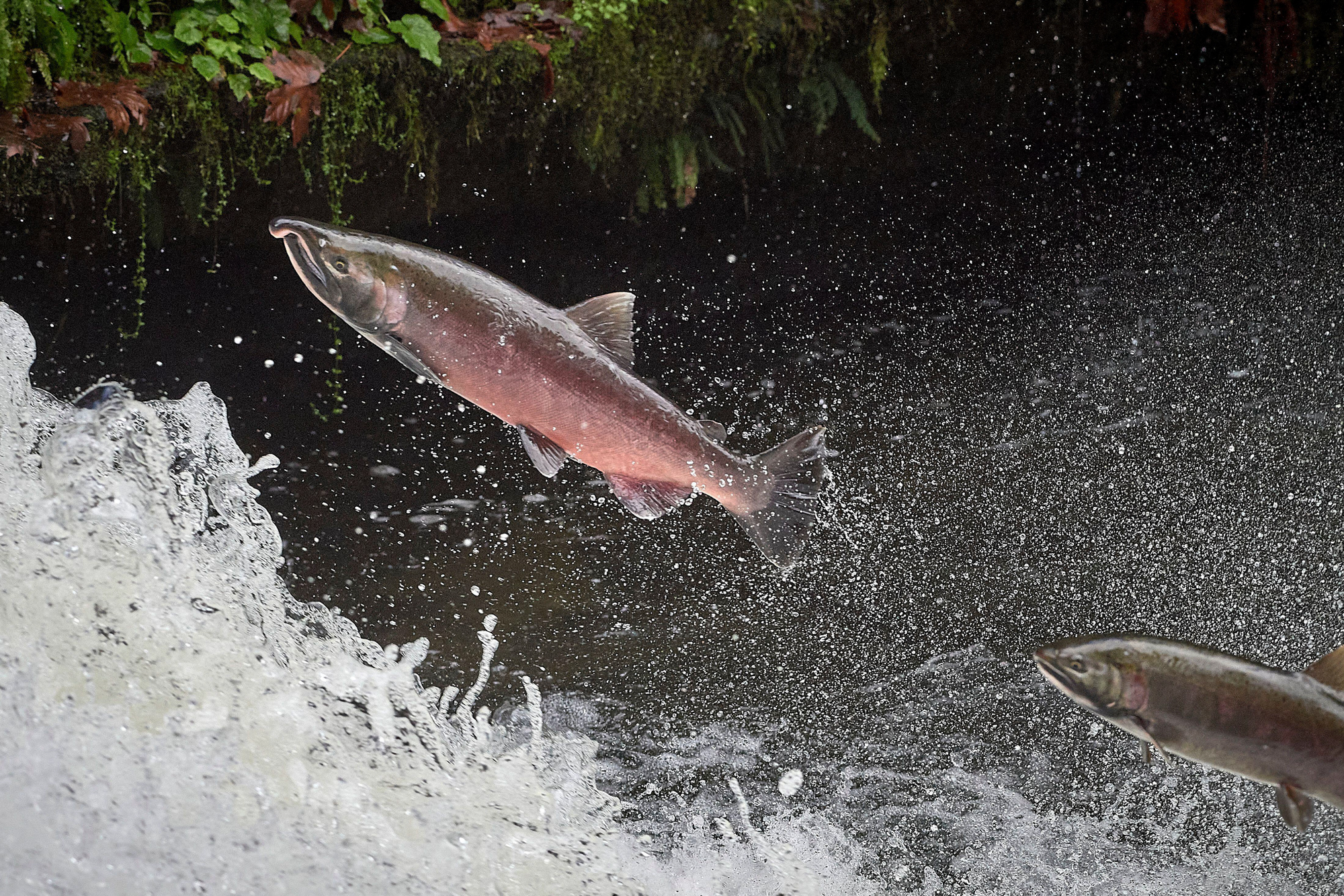 Fishing activity before closure, during closure, and after reopening of