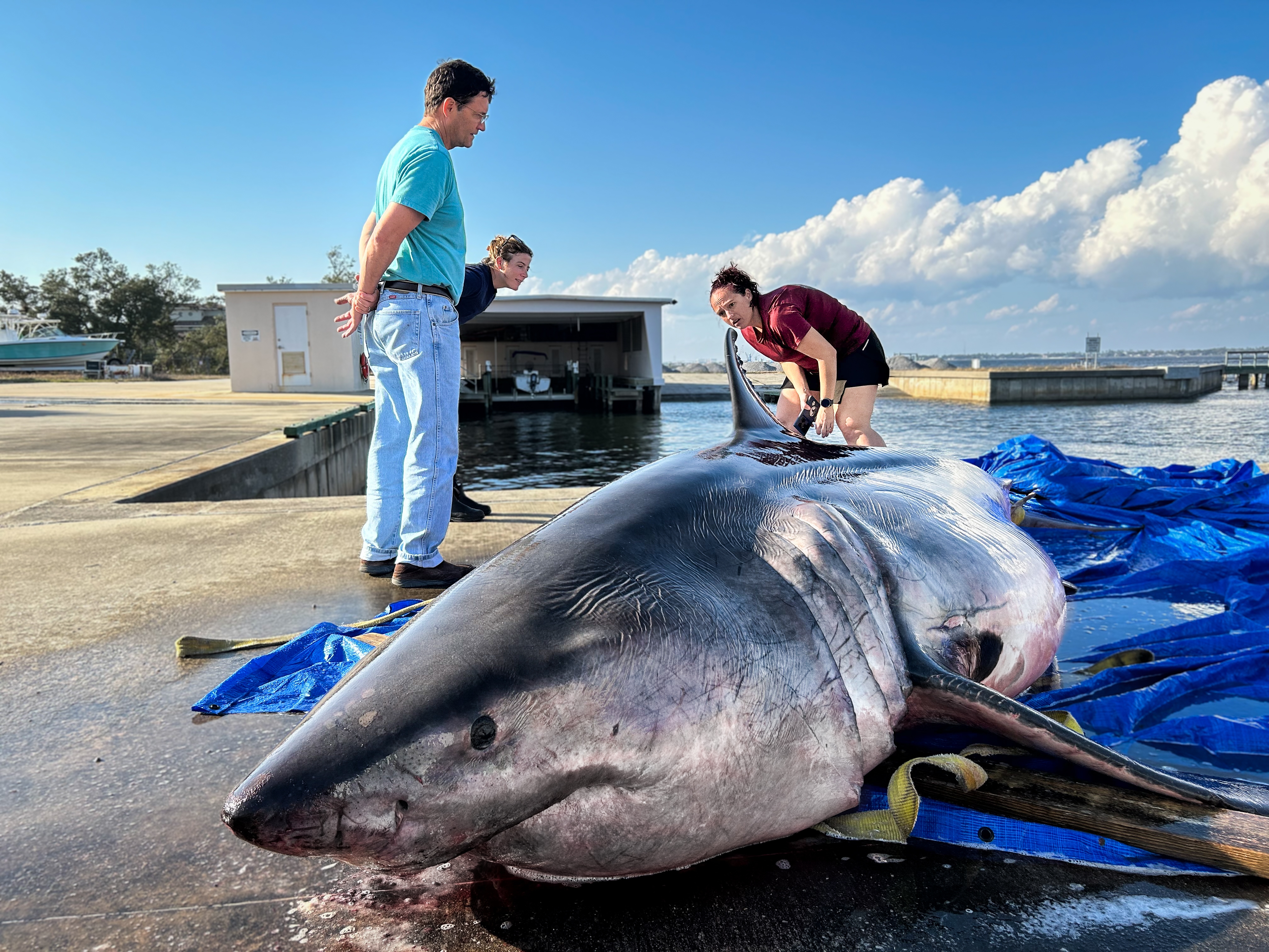 Necropsy Offers Rare Opportunity to Study White Shark Biology