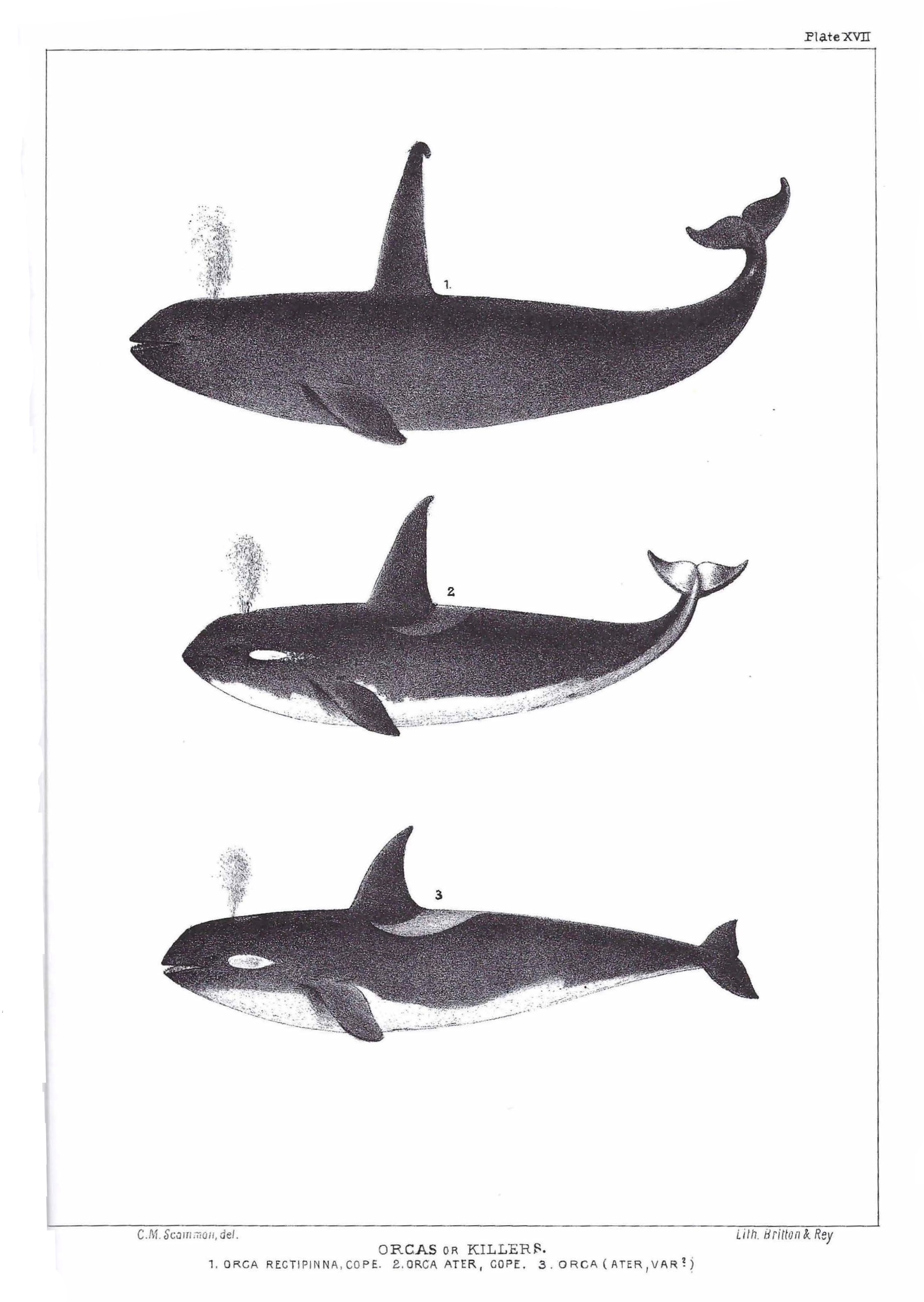cute orca whale sketch, cute animal illustration Stock Vector | Adobe Stock