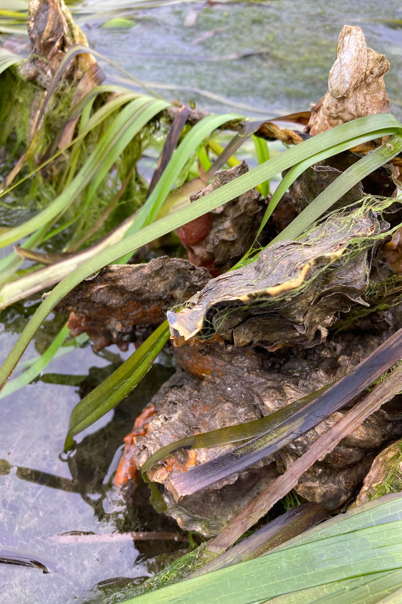 Closeup of a oyster on a longline