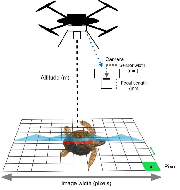 A diagram of a drone flying above a sea turtle.