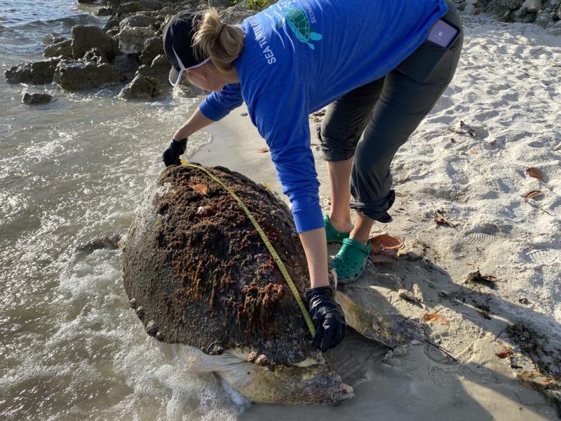 a women with a stranded loggerhead turtle