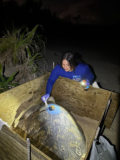Josefa Muñoz working on a sea turtle