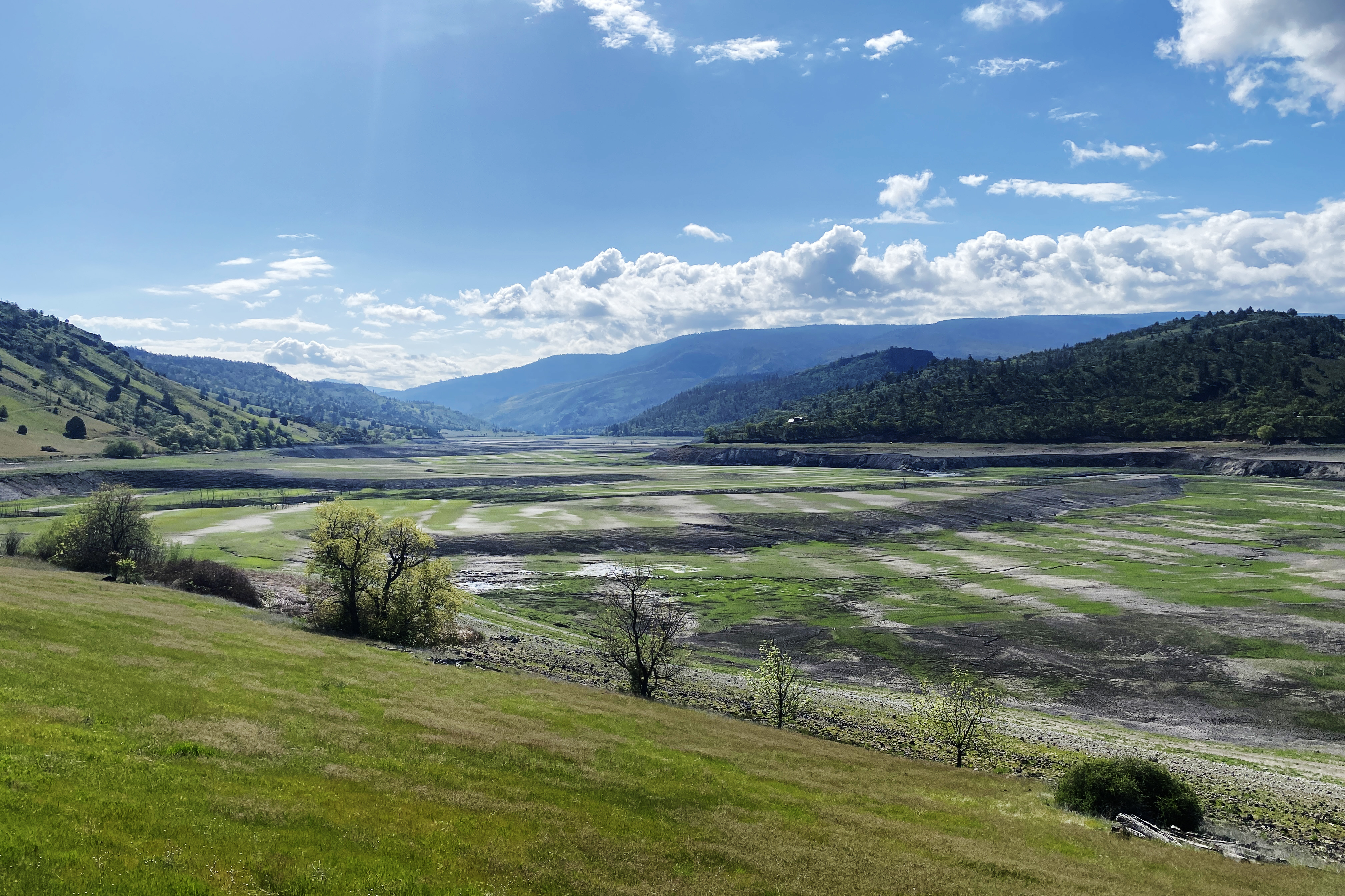 Plants sprouting from the reservoir footprint on the Klamath (Credit: Tommy Williams/NOAA)