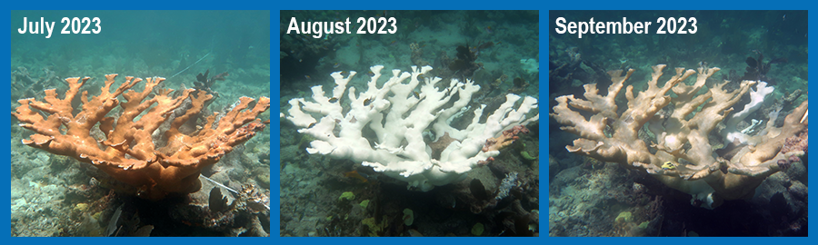 Three images - one of a large orange, branching coral in July 2023, the same coral bleached white in August 2023, and the same covered in greenish algae in September