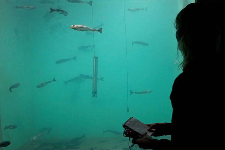 Scientist standing next to tank full of fish for scientific study.