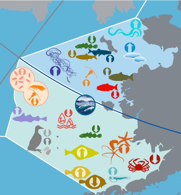 Map showing the results of the 2024 ecosystem status report for the eastern Bering Sea.