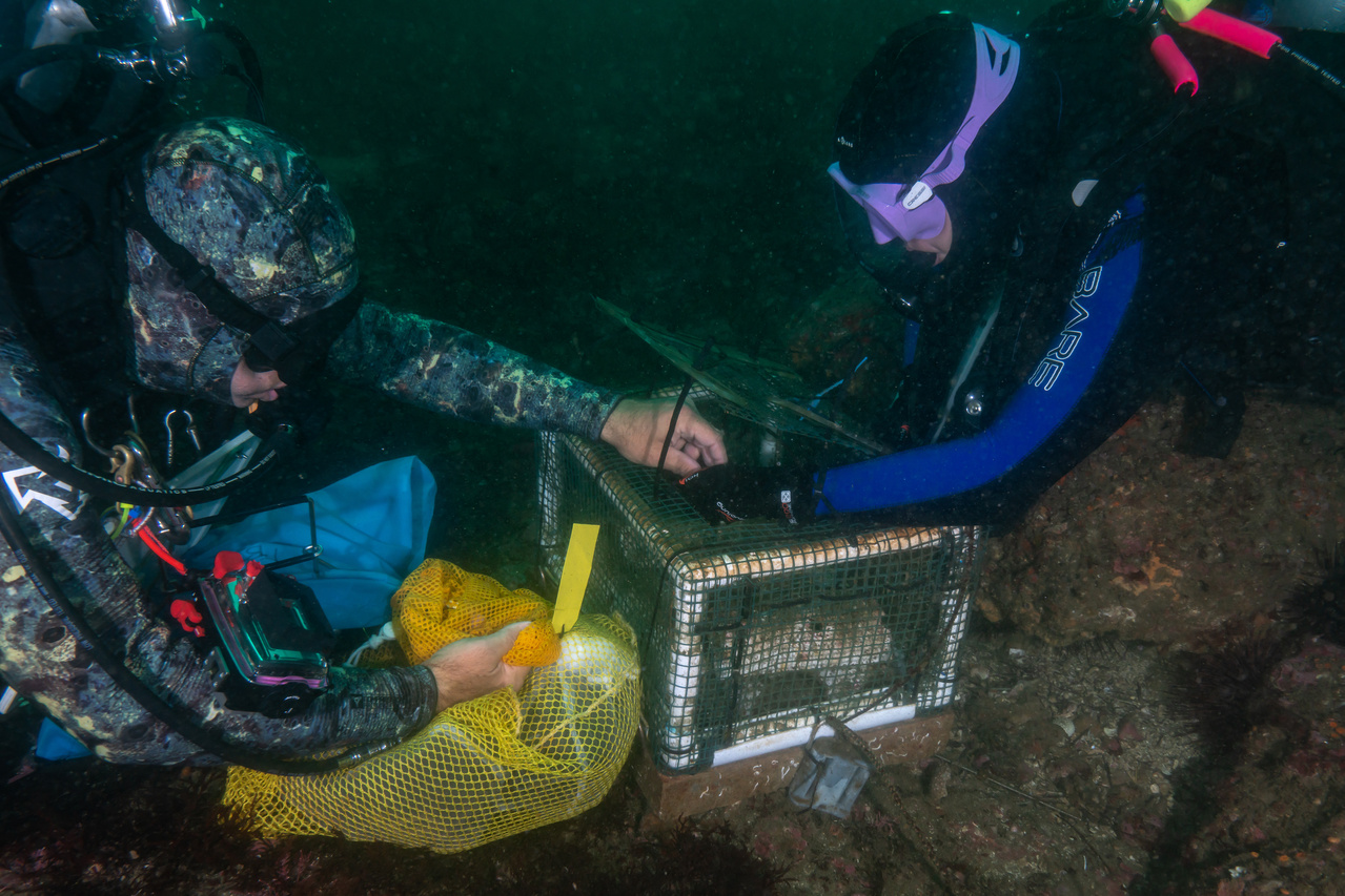 Two divers in the water securing a white abalone in an outplant module that looks like a netted box.