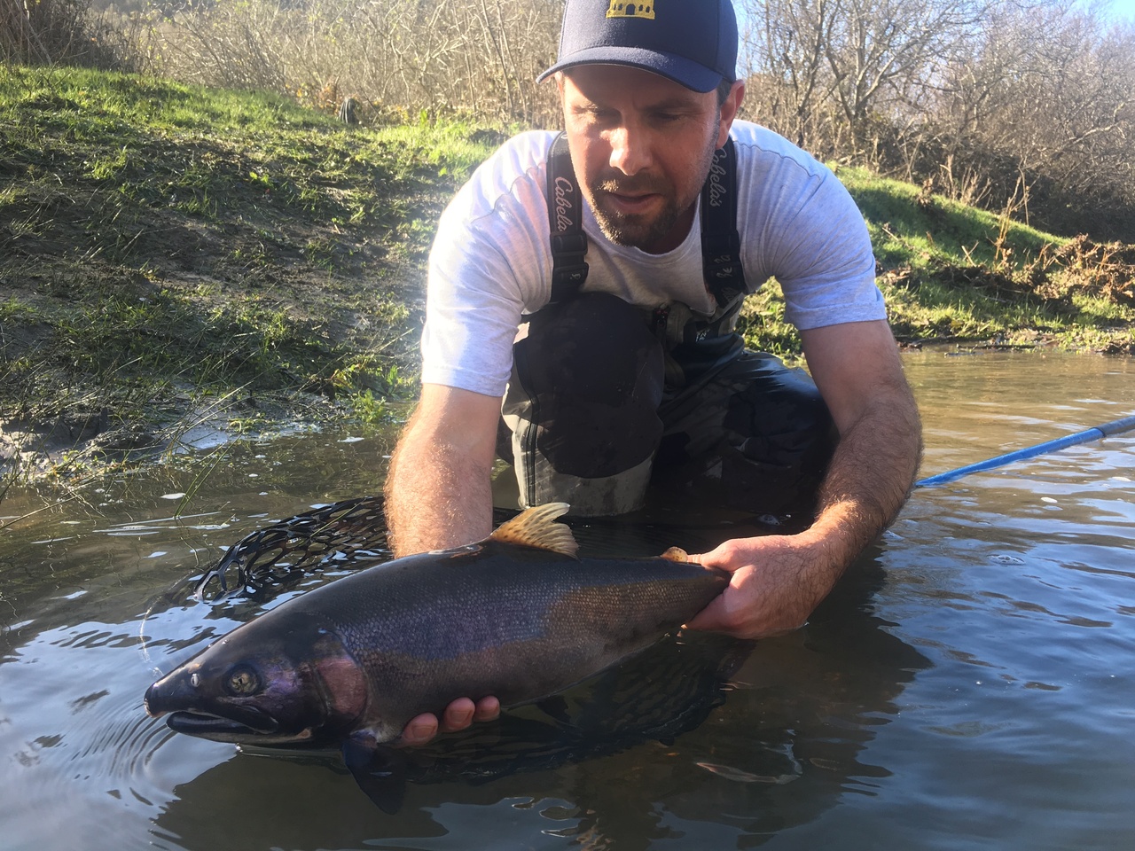 Man crouches in shallow creek holding a salmon into the water for release. 