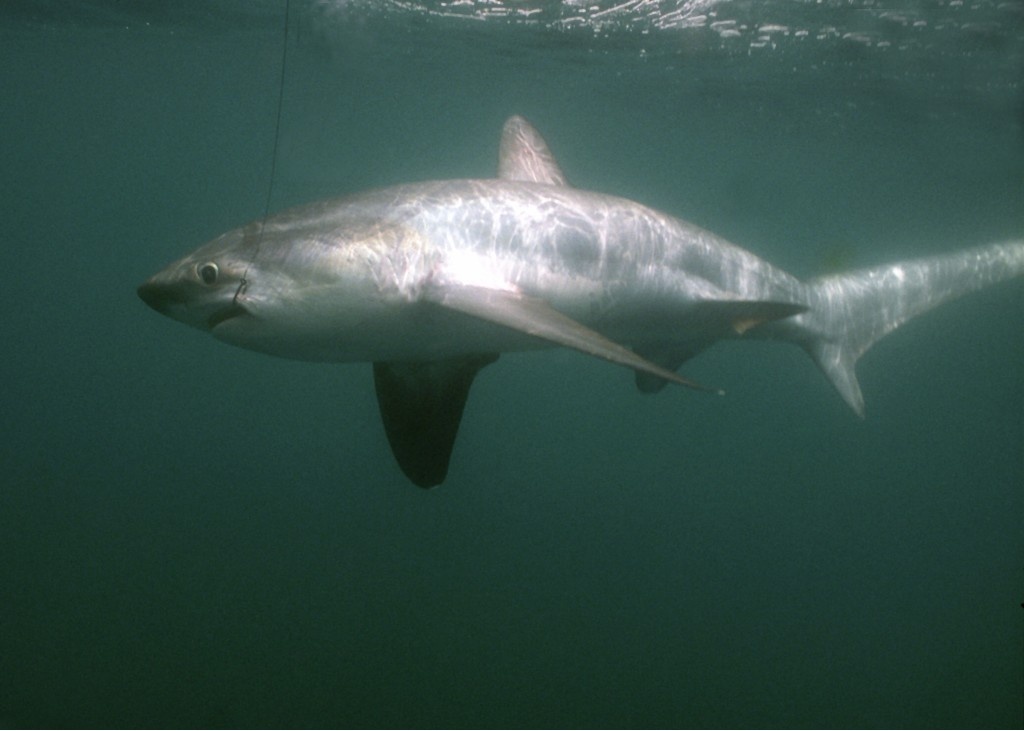 Thresher Shark Fishing in the UK - Rok Max