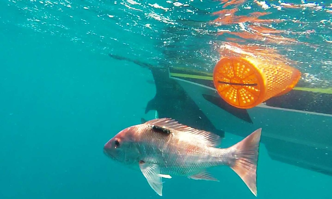 U.S. Secretary of Commerce Applauds Pilot Program to Allow States to Manage  Recreational Red Snapper Fishing in the Gulf of Mexico