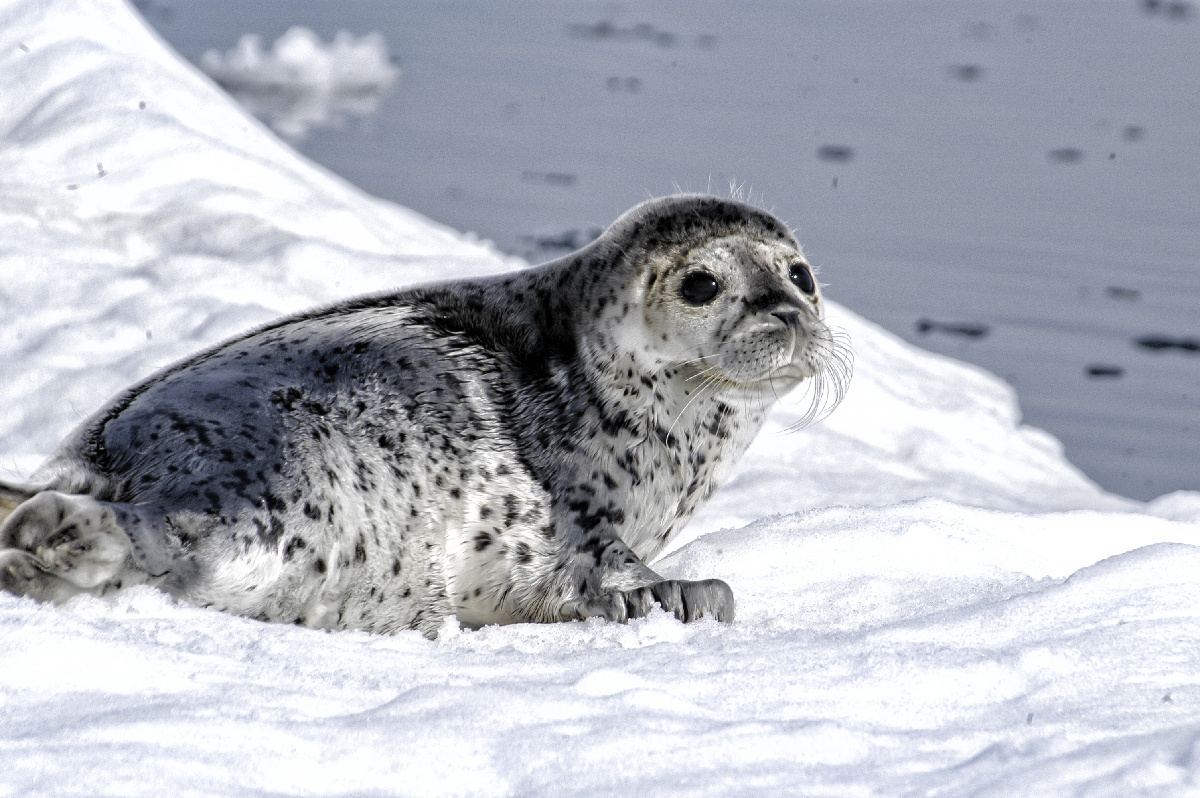 Fun Facts About Surprising Seals