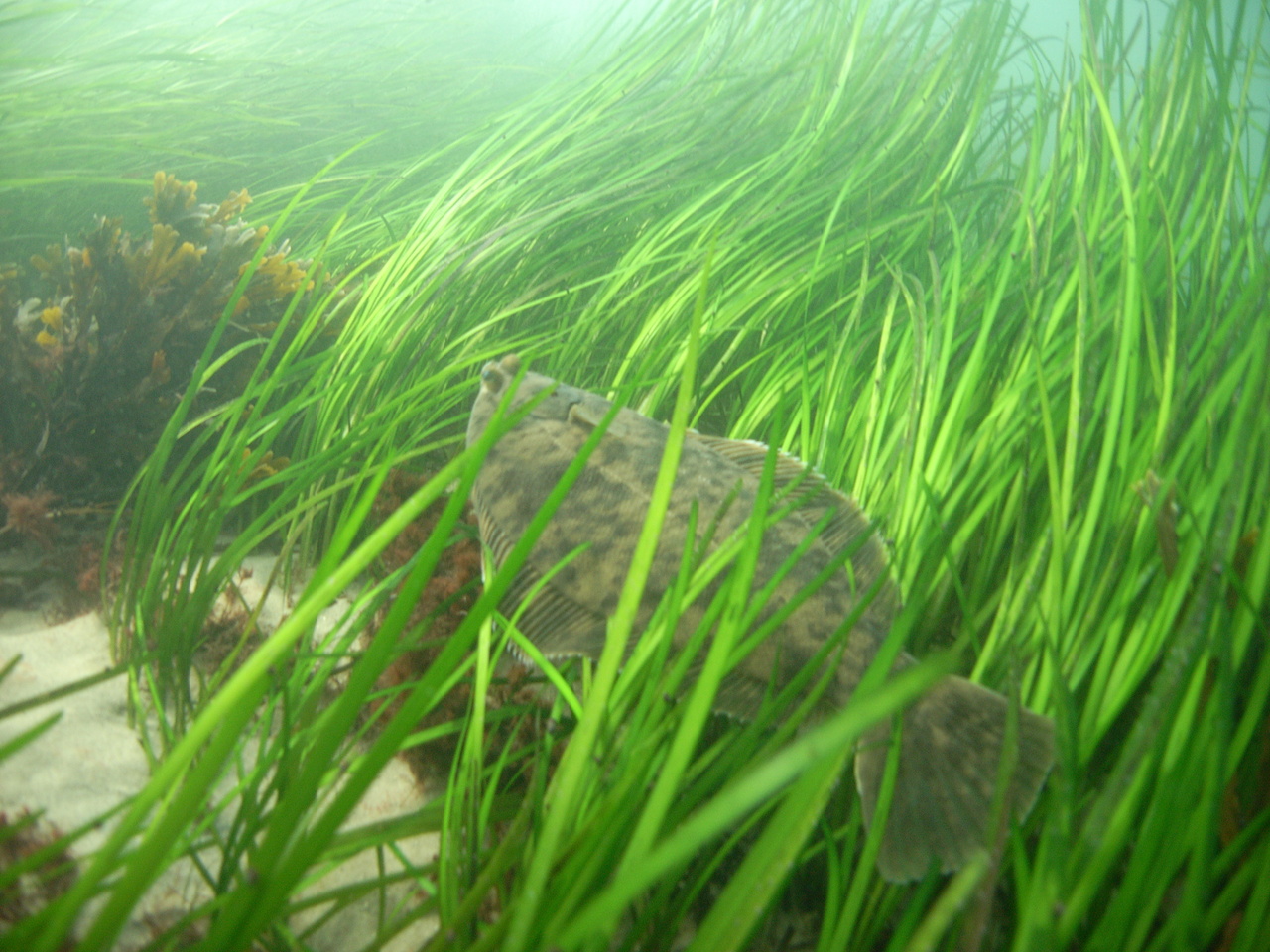 This Month on the Bay: Life in an Eelgrass Bed - Chesapeake Bay