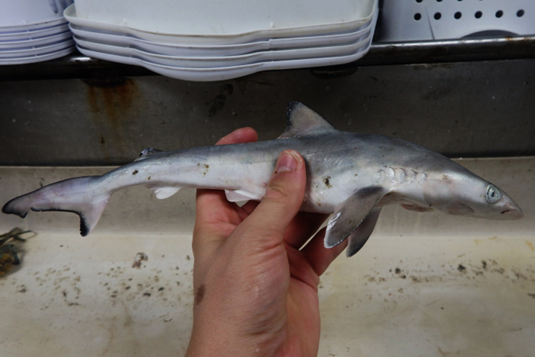 https://www.fisheries.noaa.gov/s3//dam-migration/750x500-atlantic-sharpnose-shark-rhizoprionodon-terraenovae_tas.jpg