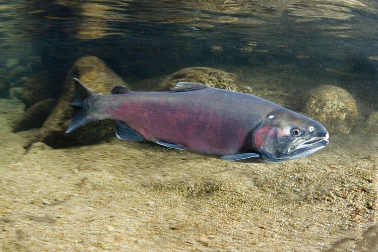 The Salmon Sisters of Alaska are Fighting for a Healthy, Sustainable Fish  Future